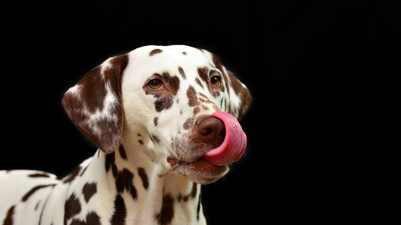 Dalmatian with tongue sticking out on black background