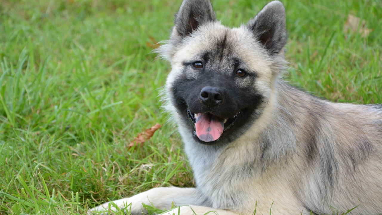 Пес породы Евразиер с высунутым языком на траве