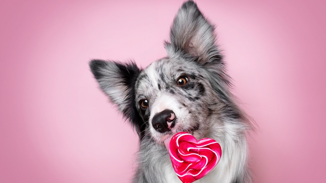 Dog breed border collie with a heart-shaped candy on a pink background