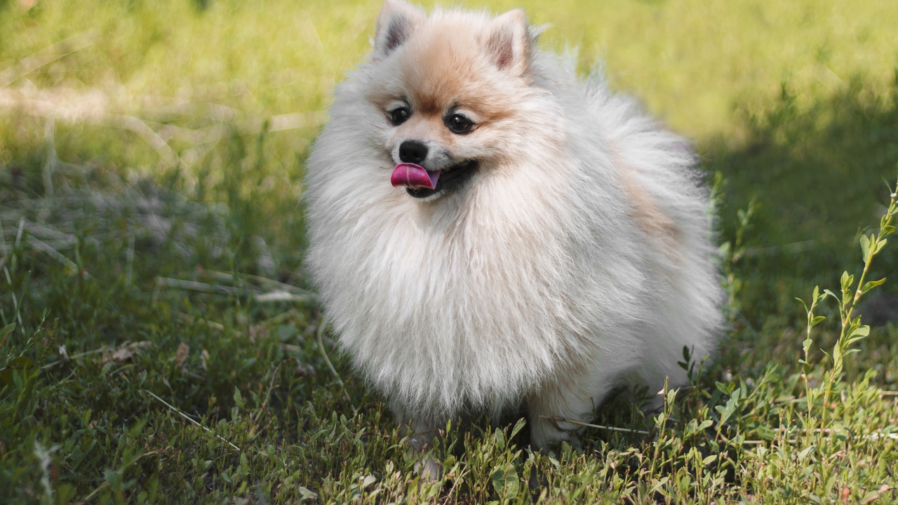 Пушистый шпиц с высунутым языком на зеленой траве