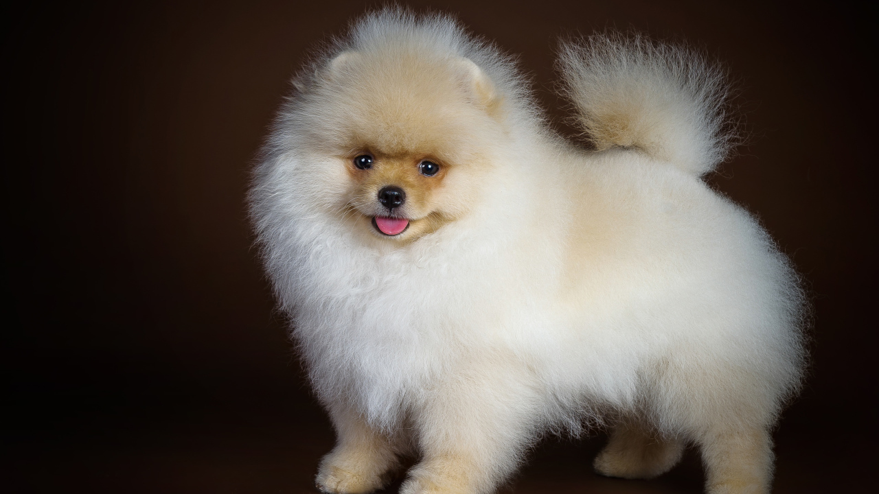 Пушистый белый шпиц с высунутым языком