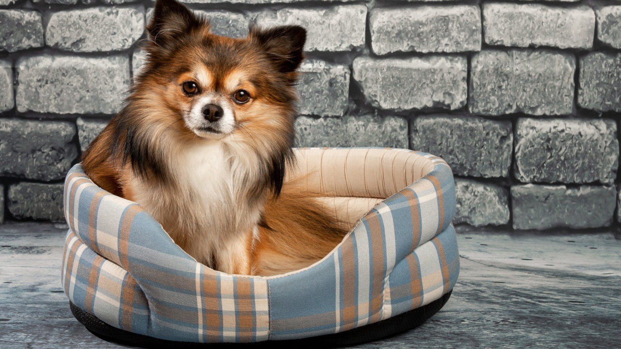 Забавный пес чихуахуа на мягкой лежанке на фоне стены