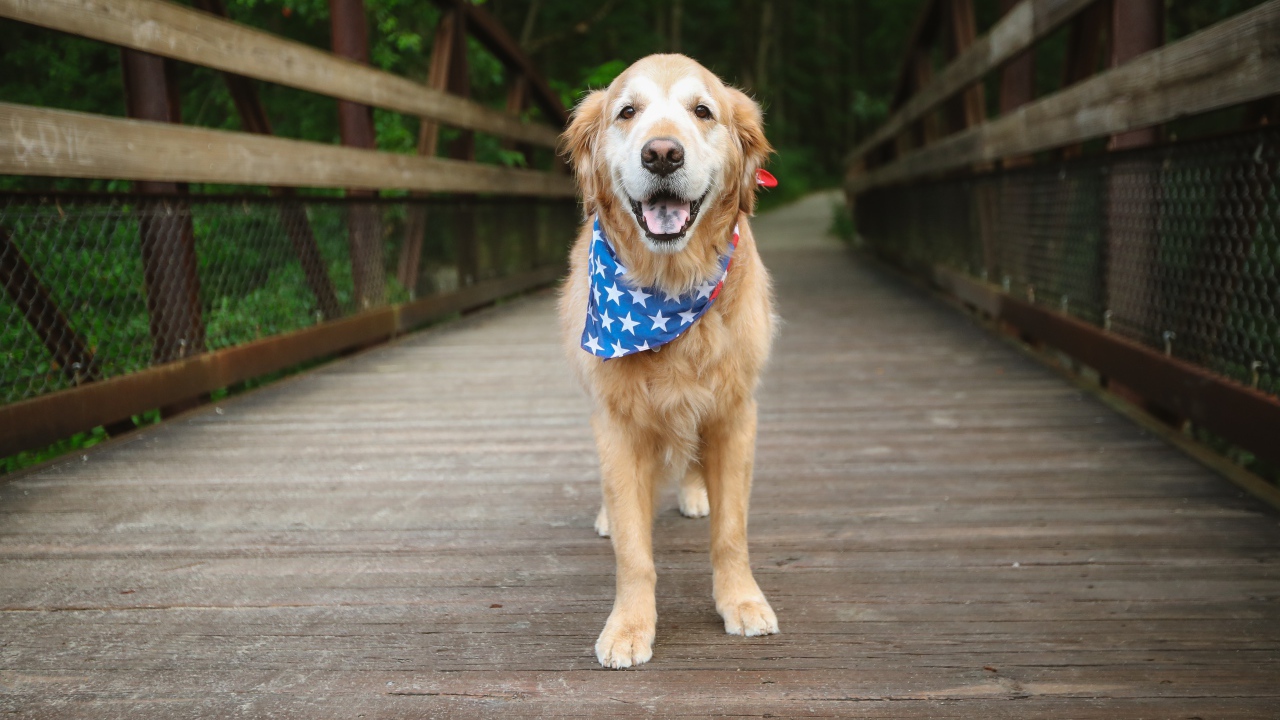 Золотистый ретривер с платком на шее стоит на мосту