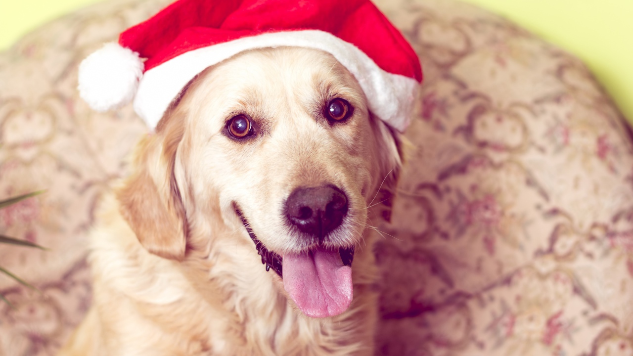 Золотистый ретривер с высунутым языком в костюме Санты