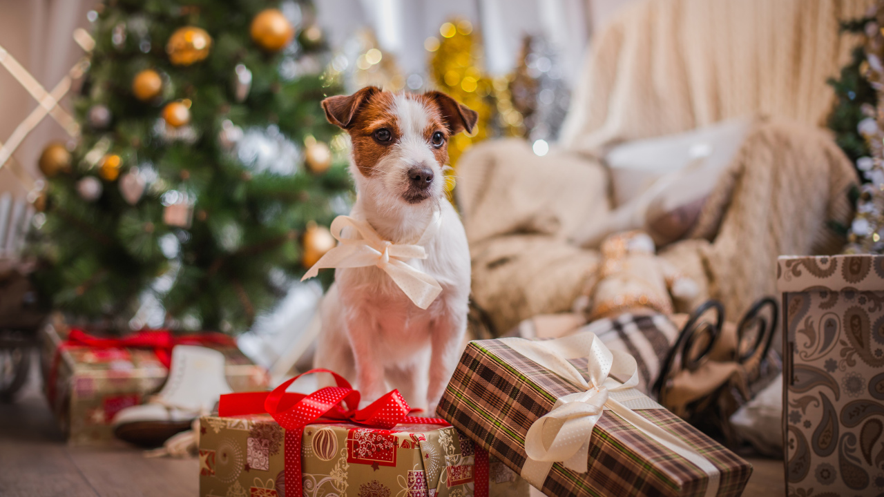 Джек Рассел Терьер с новогодними подарками у елки