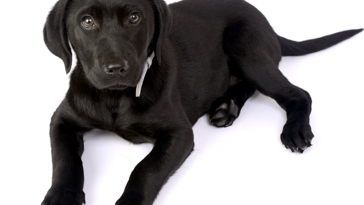 Маленький черный щенок лабрадора на белом фоне