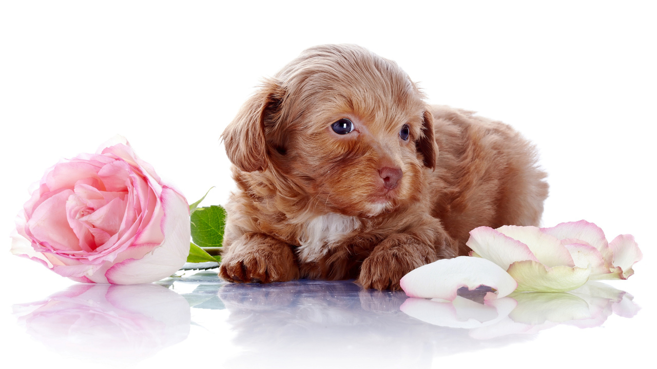 Маленький коричневый щенок с розовой розой на белом фоне