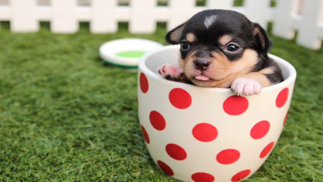 Little funny puppy sitting in a cup