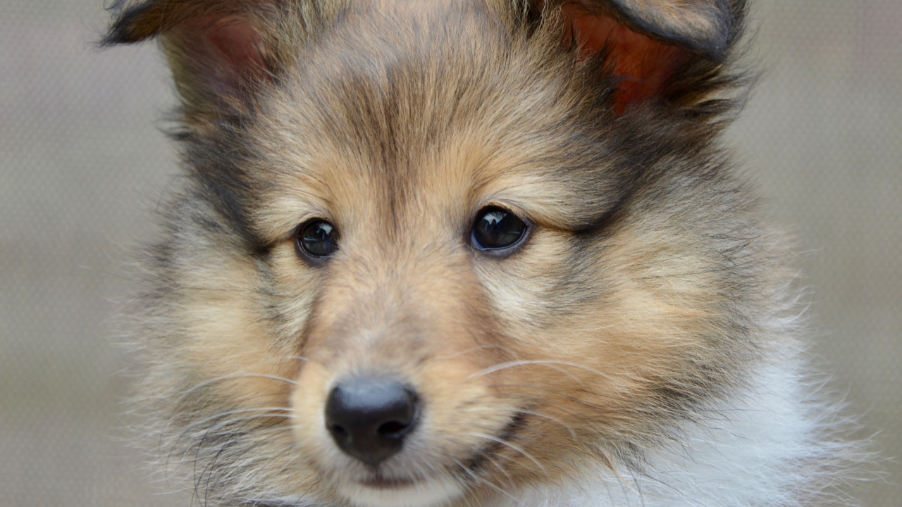 Щенок породы шетландская овчарка морда крупным планом