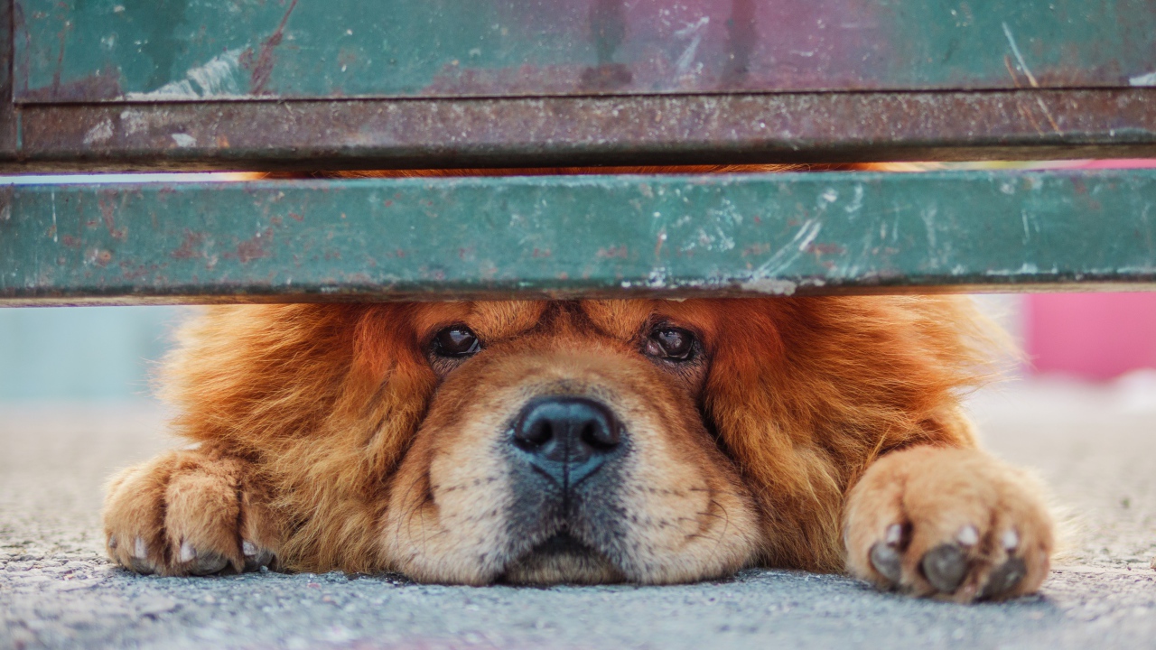 Рыжий породистый пес смотрит под забором