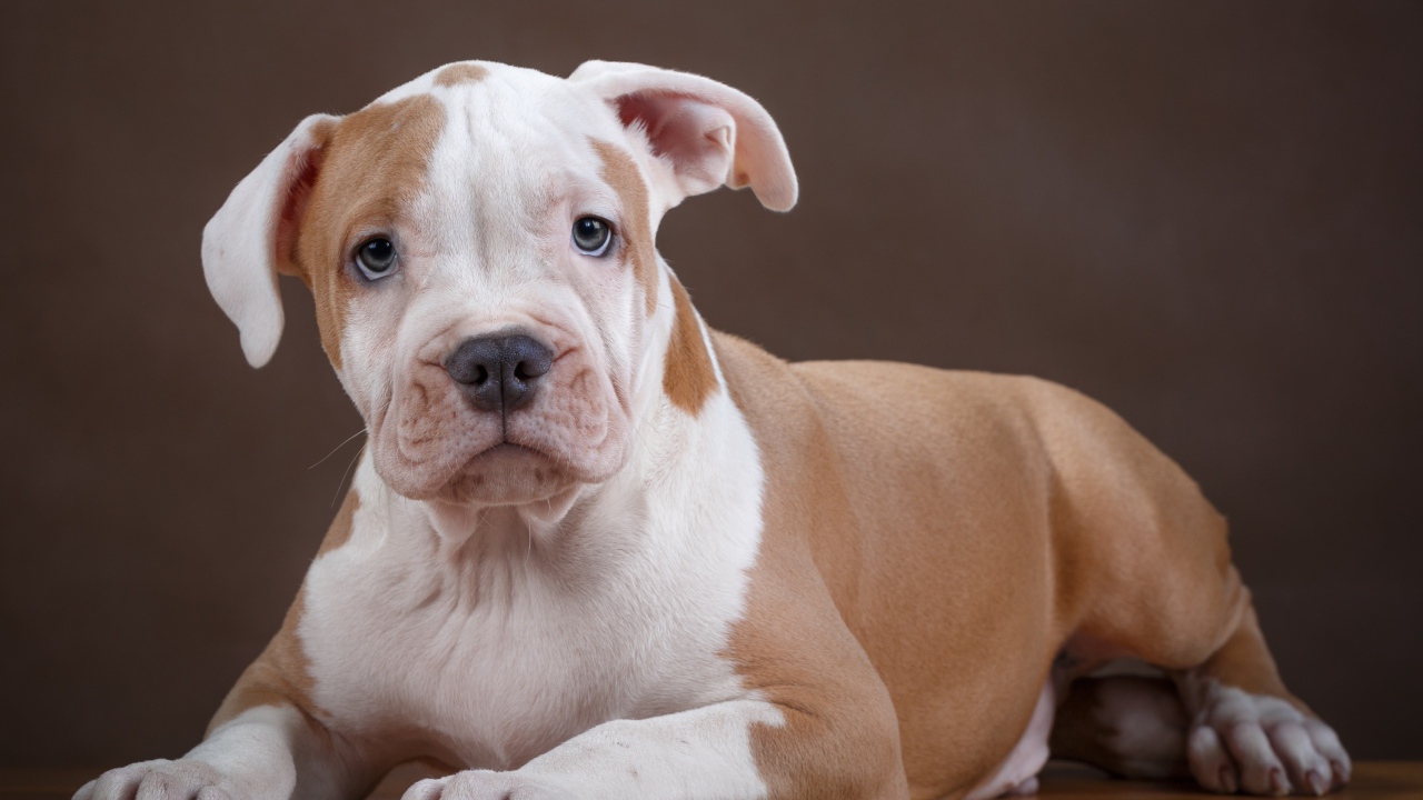 Щенок стаффа на деревянном полу