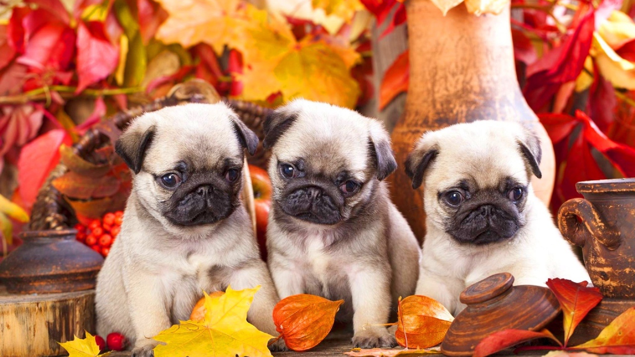 Три маленьких мопса сидят на фоне осенних листьев
