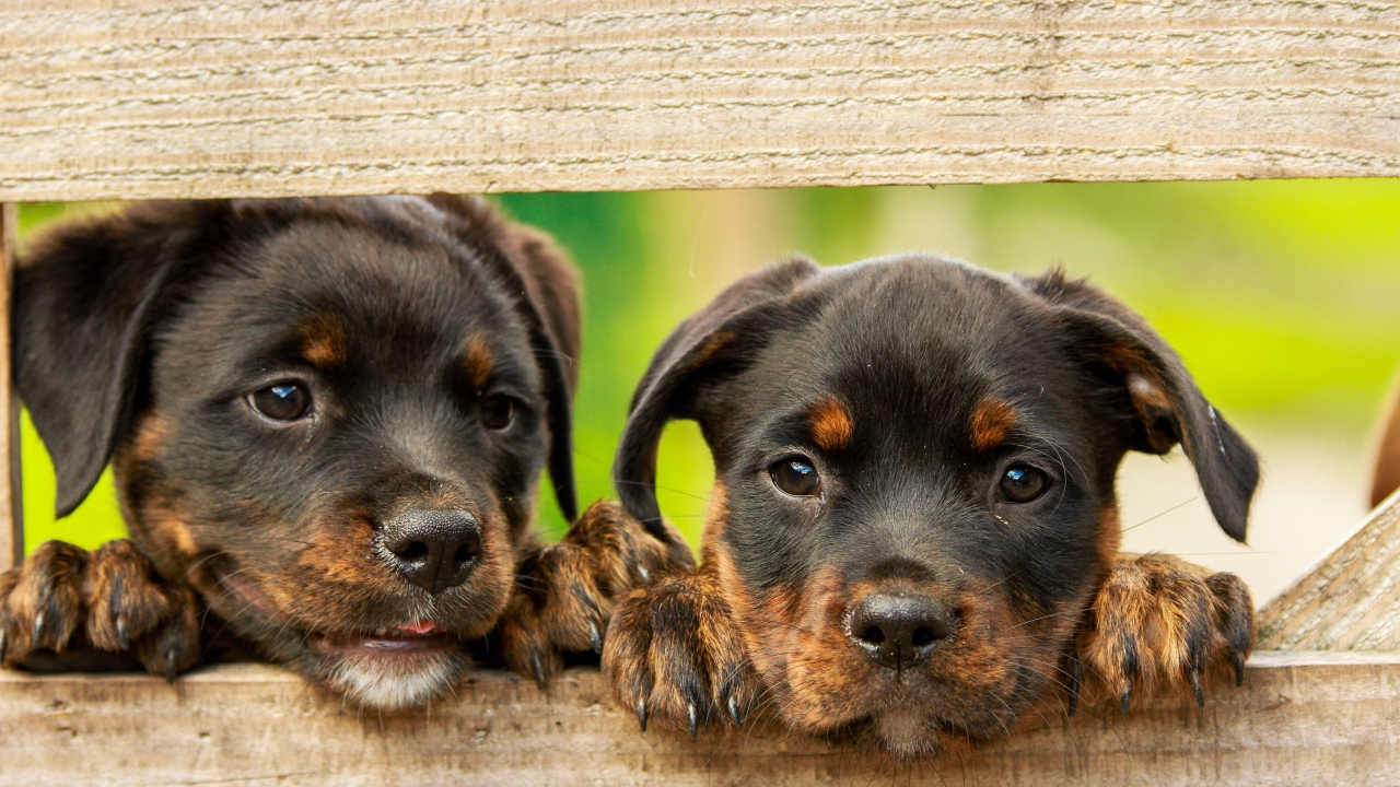 Two curious rottweiler puppies are watching the fence.