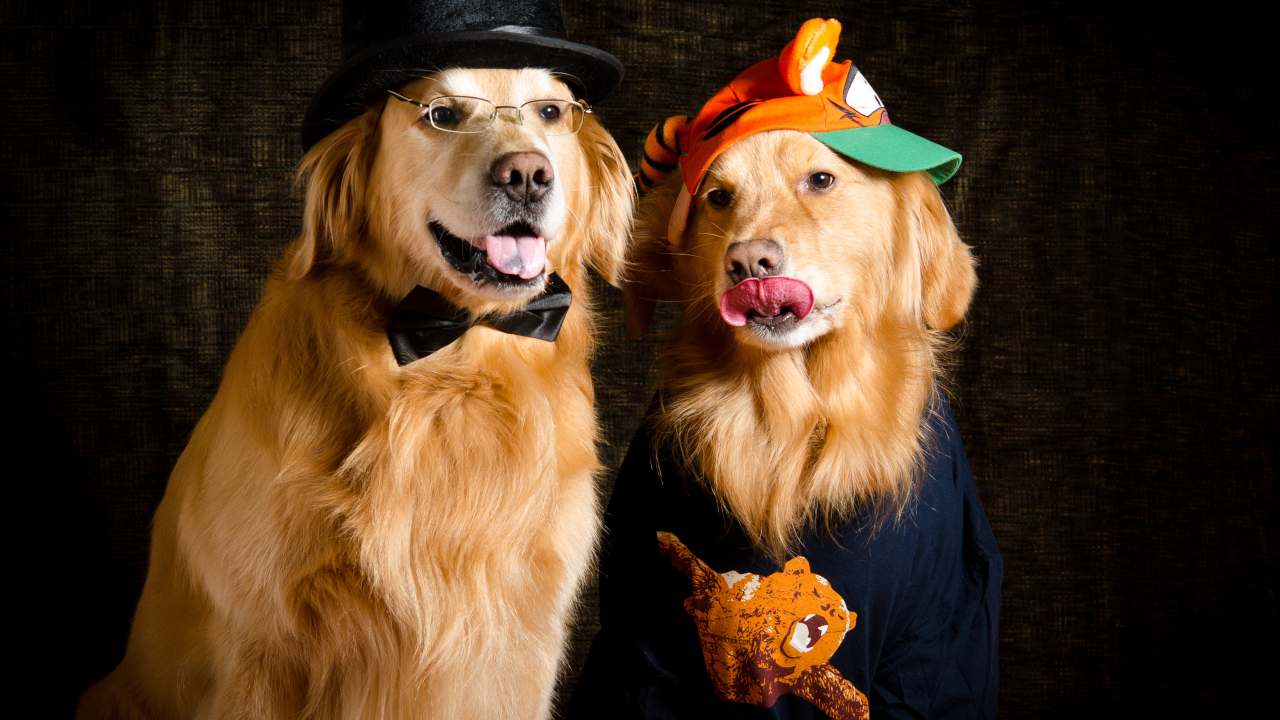 Два модных золотистых ретривера в костюмах 