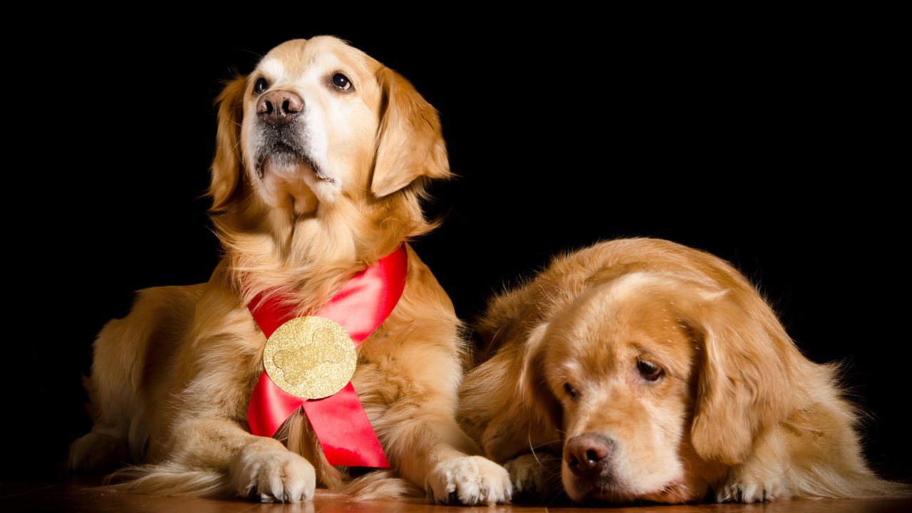 Два золотистых ретривера на полу на черном фоне