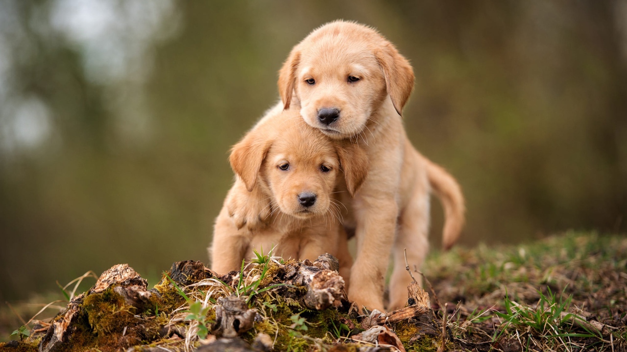 Два маленьких щенка золотистого ретривера сидят на земле 