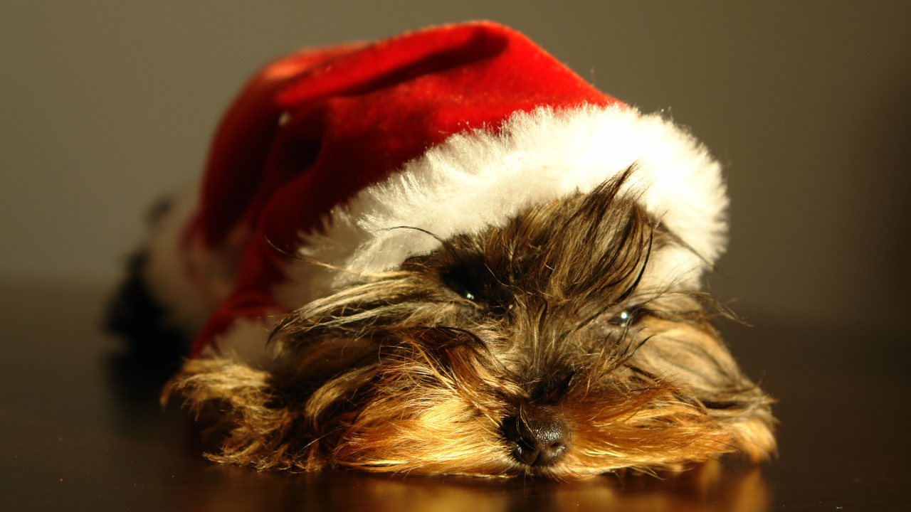 Йоркширский терьер в новогодней шапке 