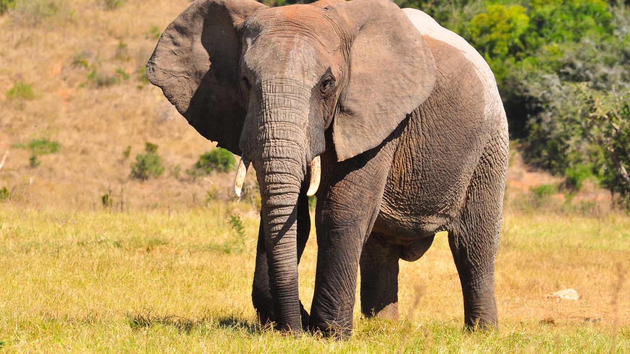 Большой серый кот идет по траве 