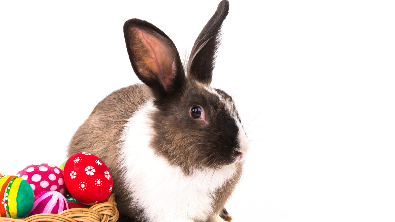 Большой кролик с крашеными яйцами на белом фоне