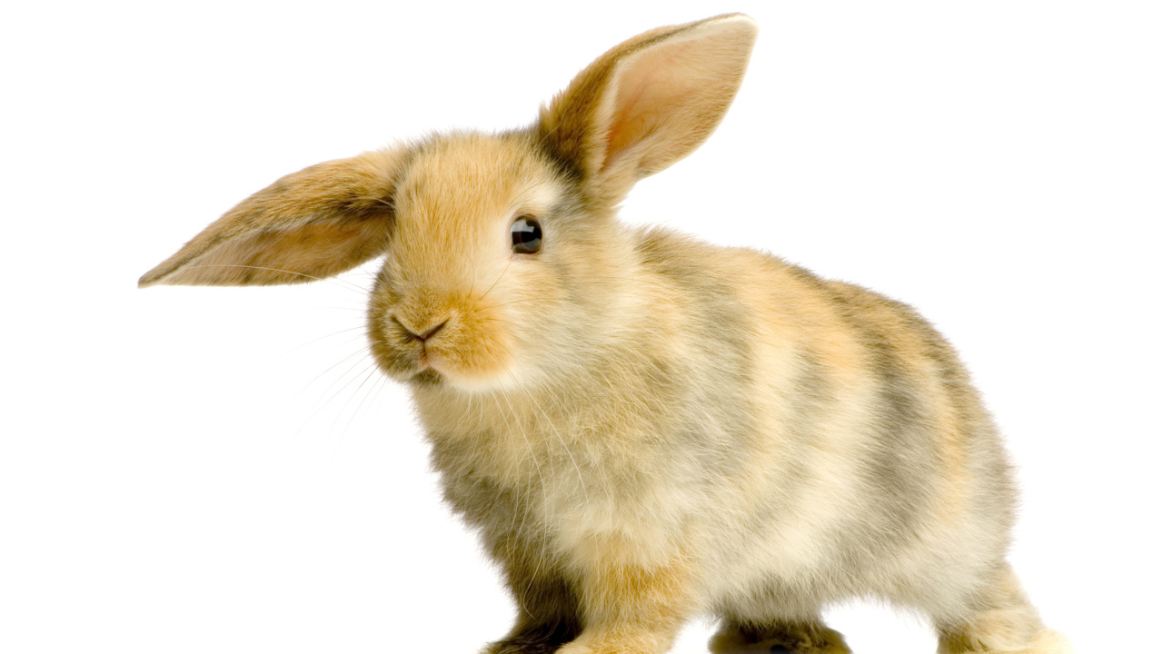 Милый декоративный кролик с опущенным ухом на белом фоне