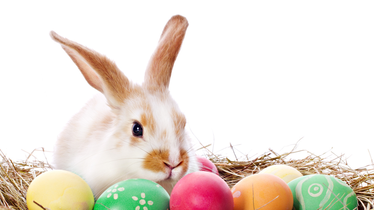 Пасхальный кролик в гнезде с крашеными яйцами на белом фоне