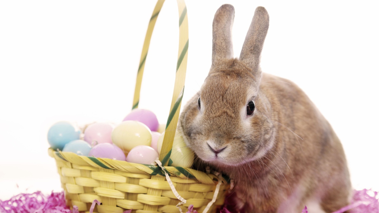 Кролик с корзиной яиц на белом фоне