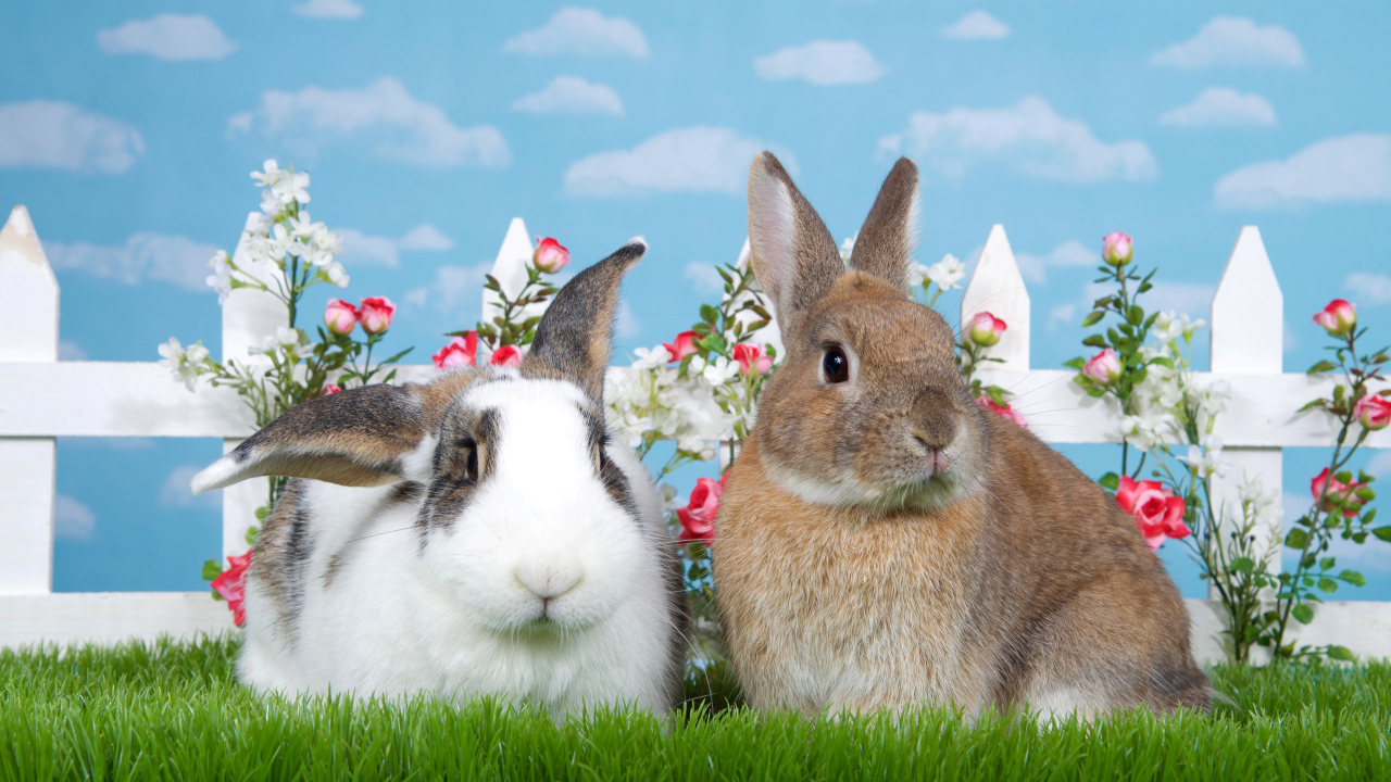 Два декоративных кролика на зеленой траве у забора 