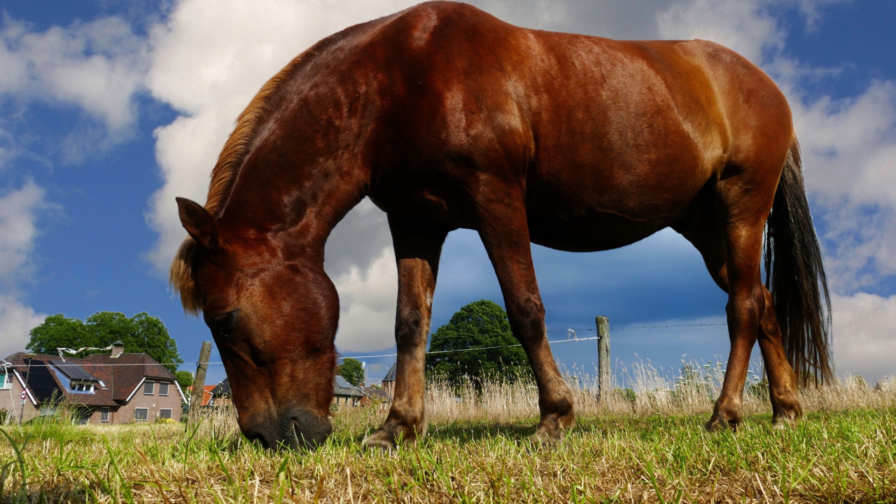 Коричневая лошадь пасется на ферме