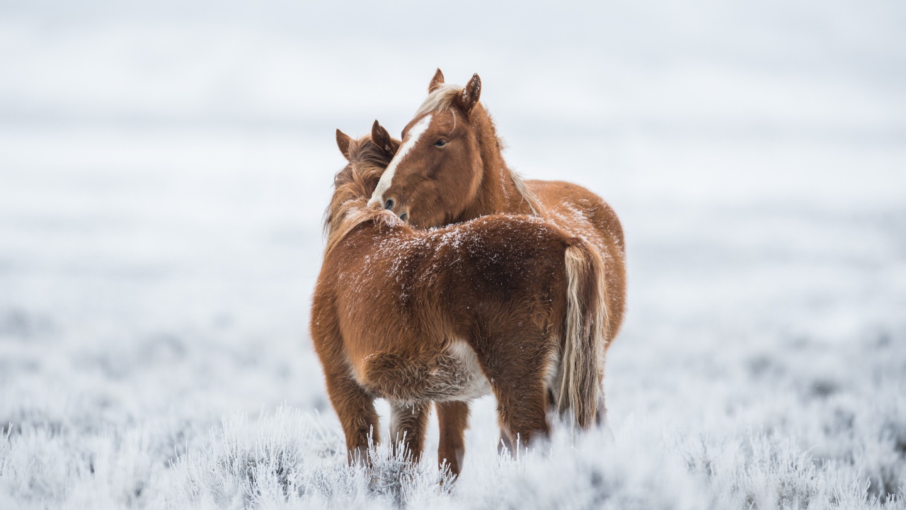 Две коричневые лошади стоят на покрытой инеем траве