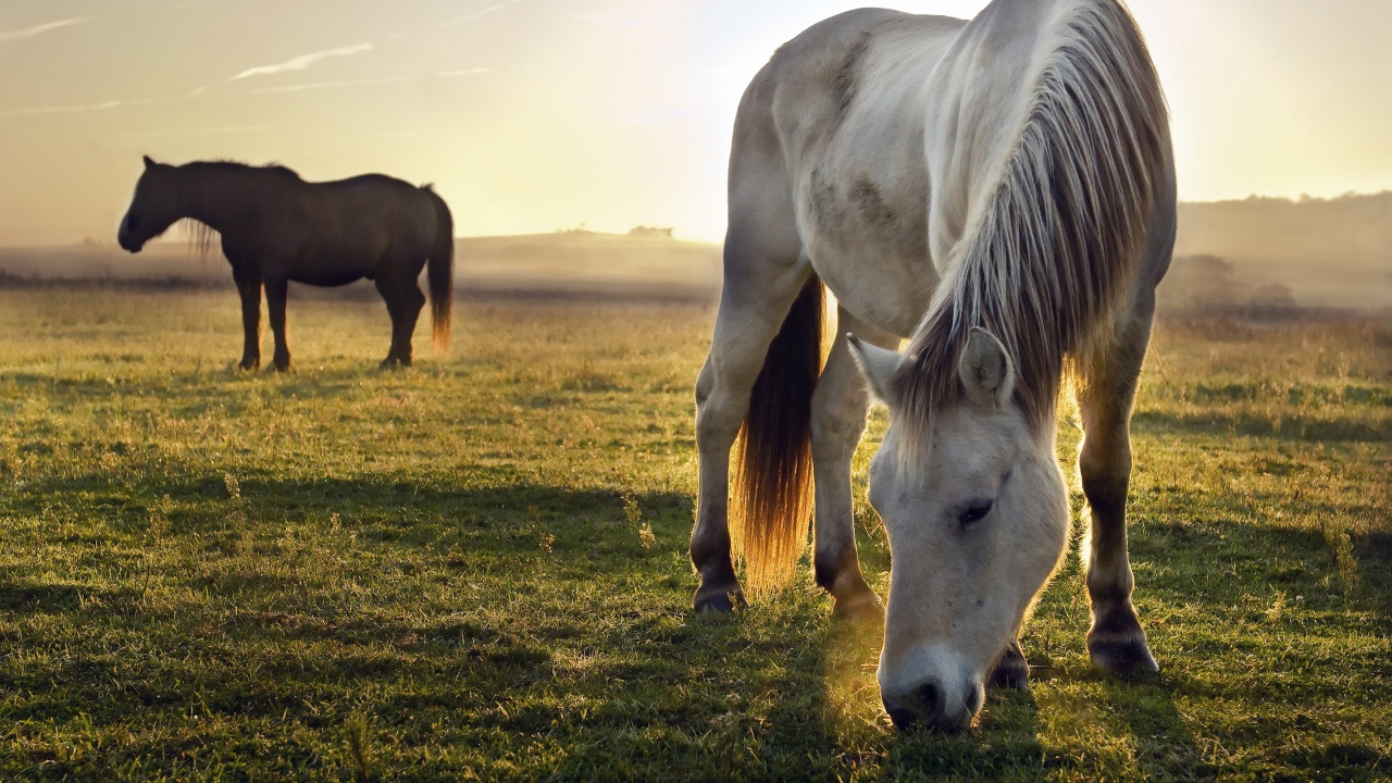 Две лошади пасутся на зеленой траве на рассвете 