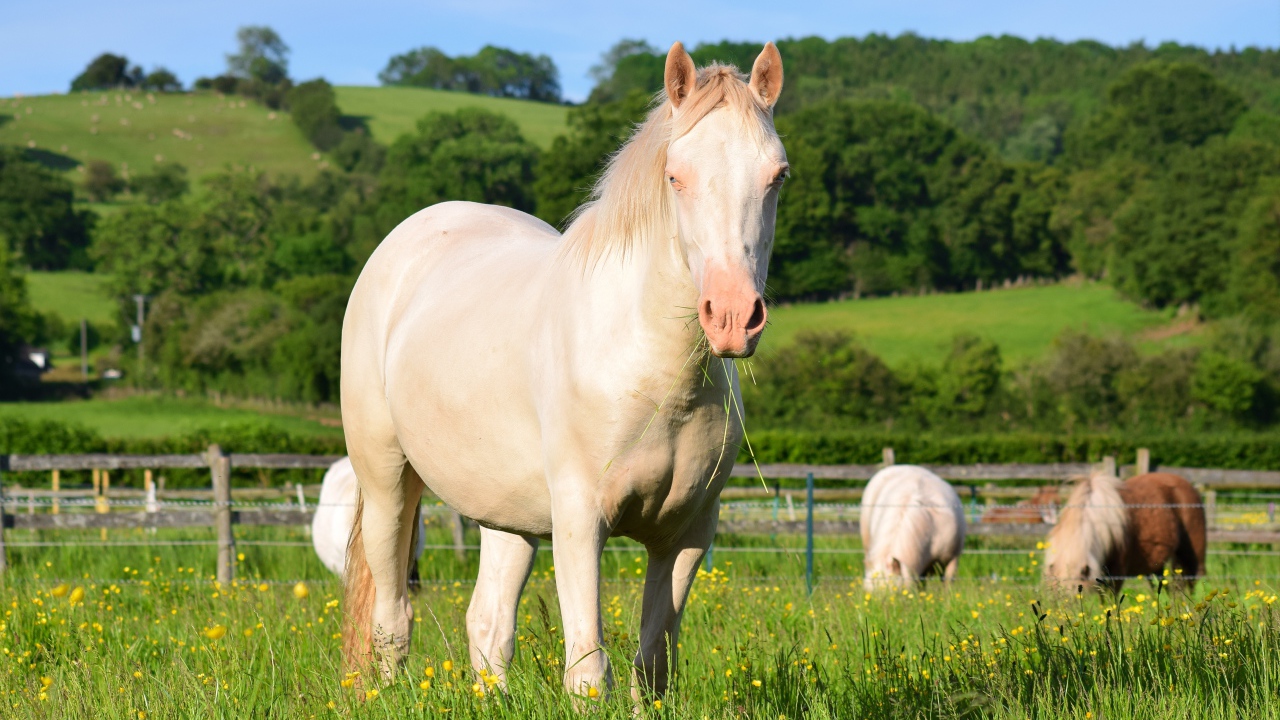 Белая лошадь пасется на ферме