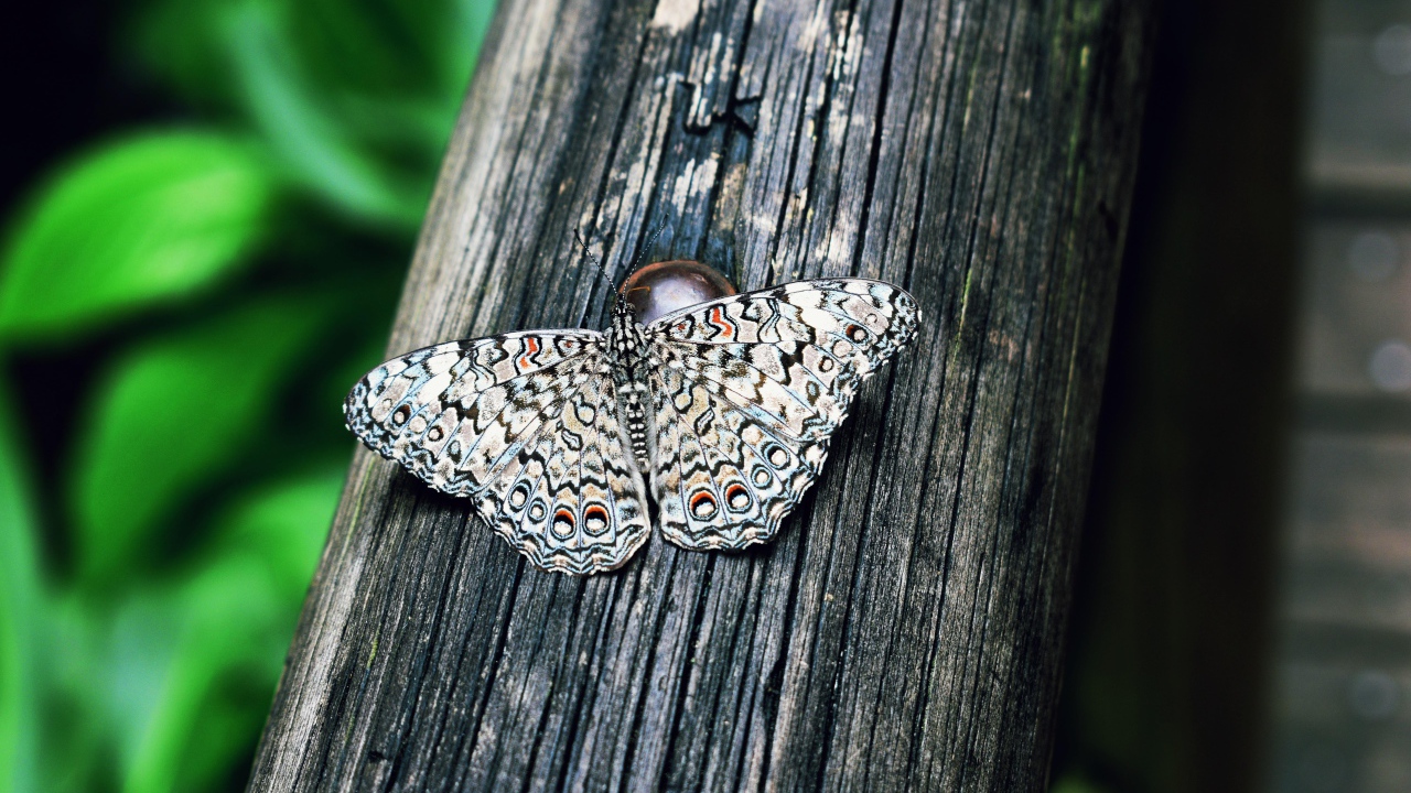 Красивая бабочка сидит на деревянном столбе