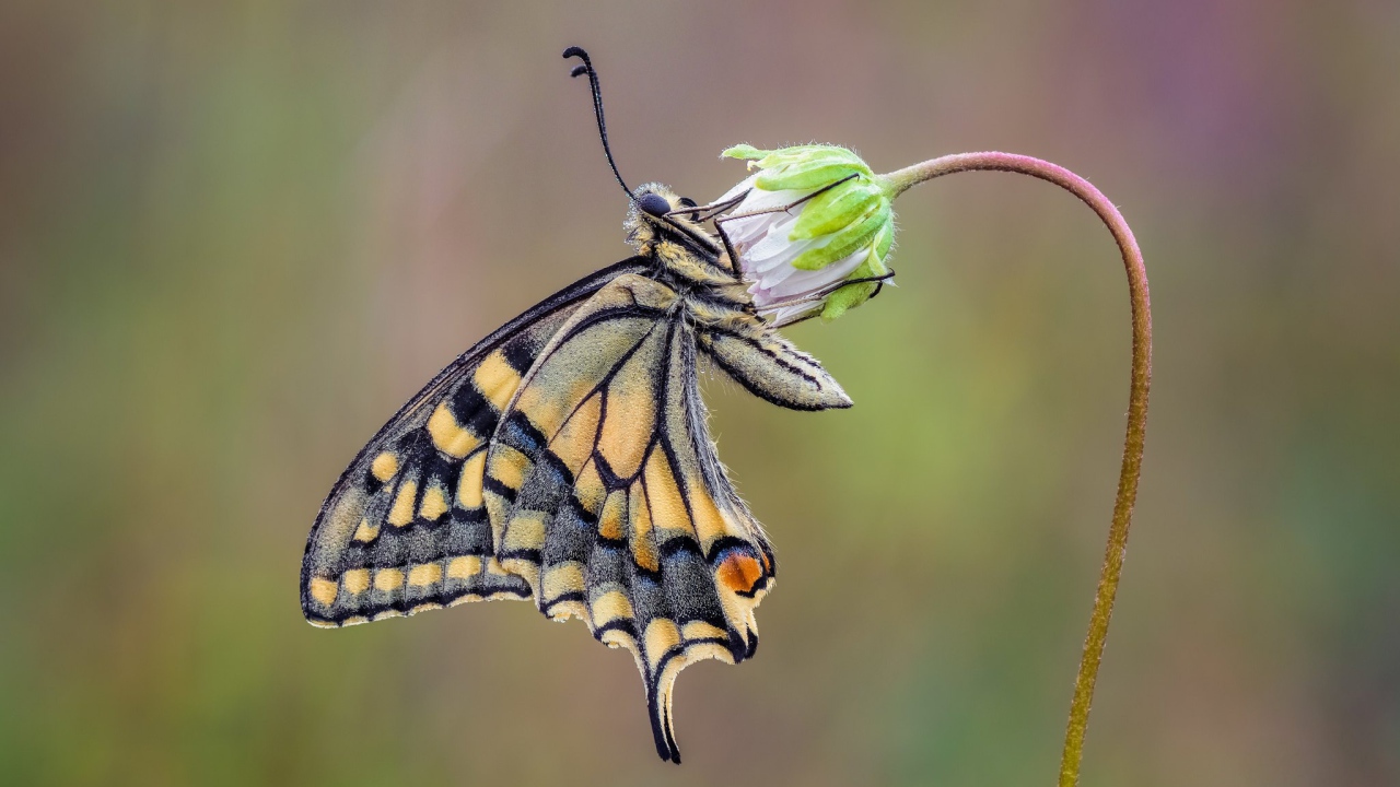 Красивая бабочка махаон сидит на цветке