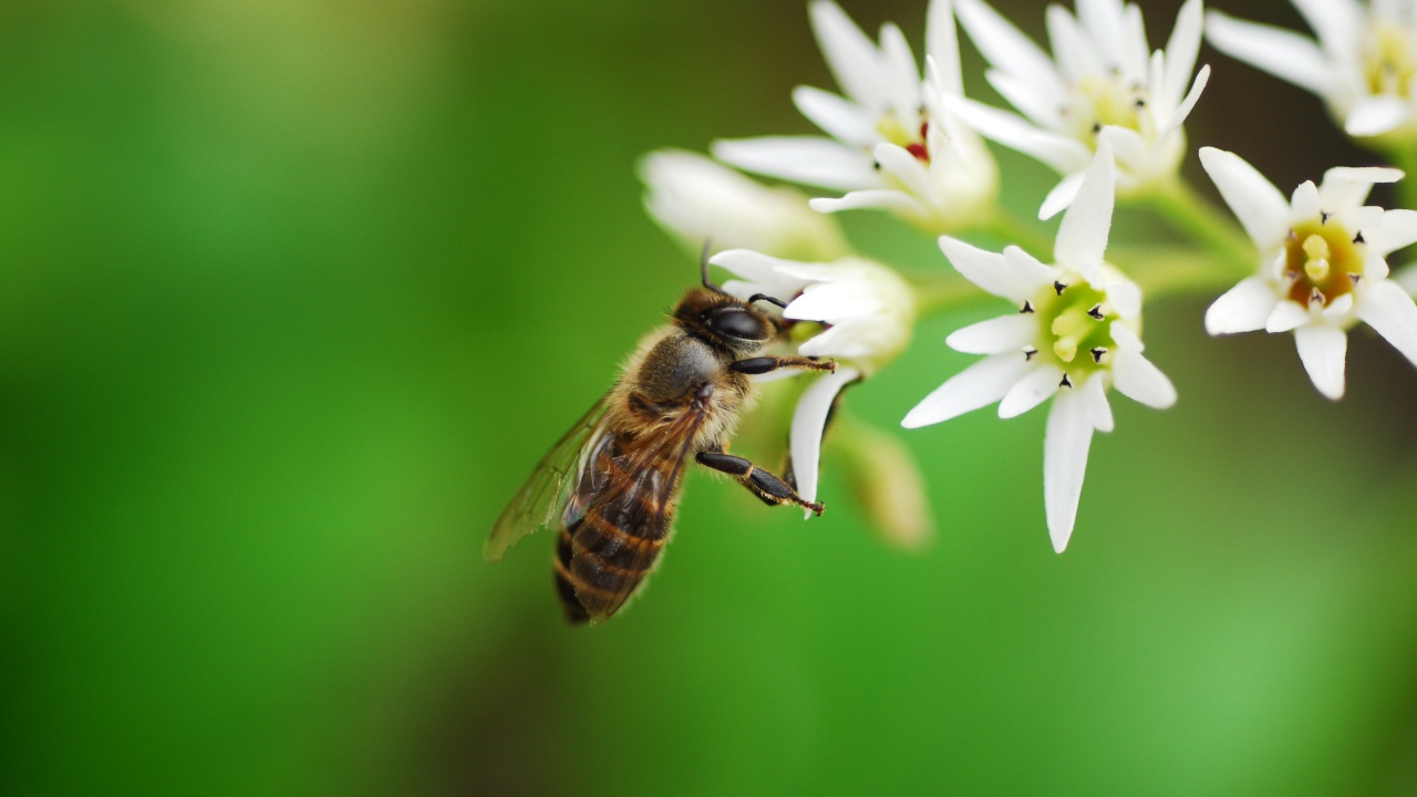Пчела собирает нектар с белых цветов 