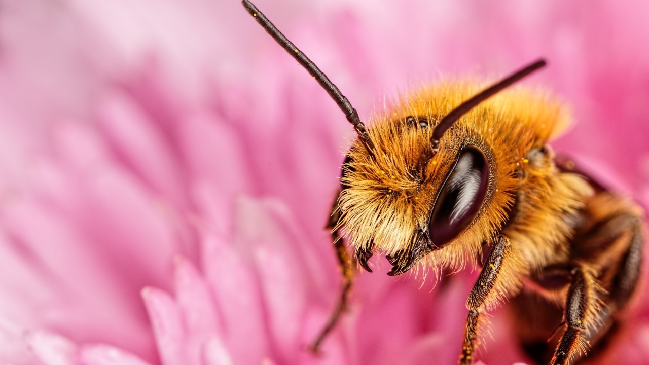 Пчела на розовом цветке крупным планом