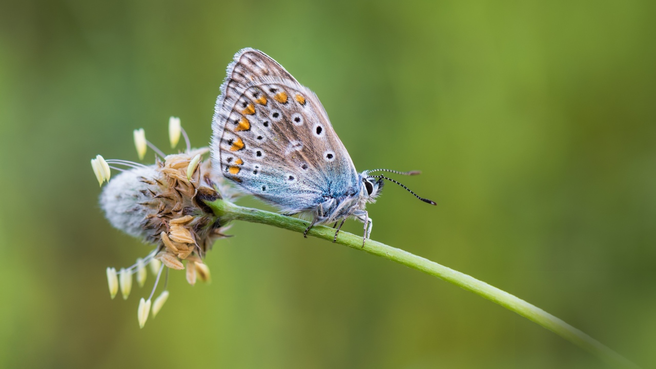 Голубая бабочка сидит на цветке 