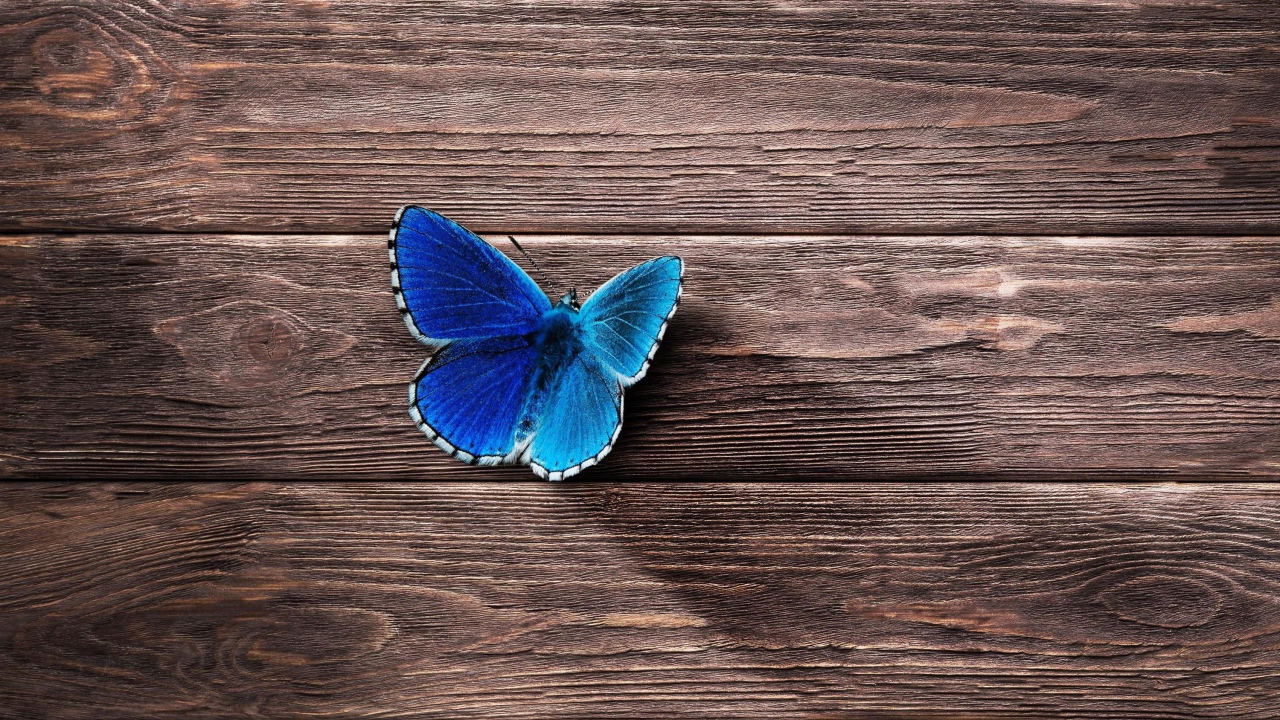 Голубая бабочка сидит на деревянной поверхности 