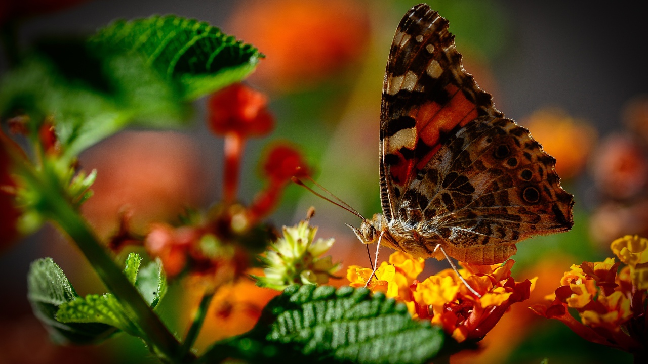 Коричневая бабочка сидит на оранжевом цветке