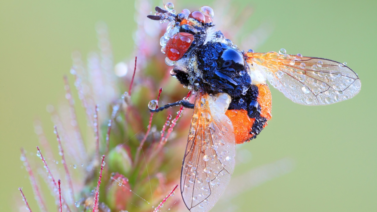 Муха в каплях росы на цветке макросъемка