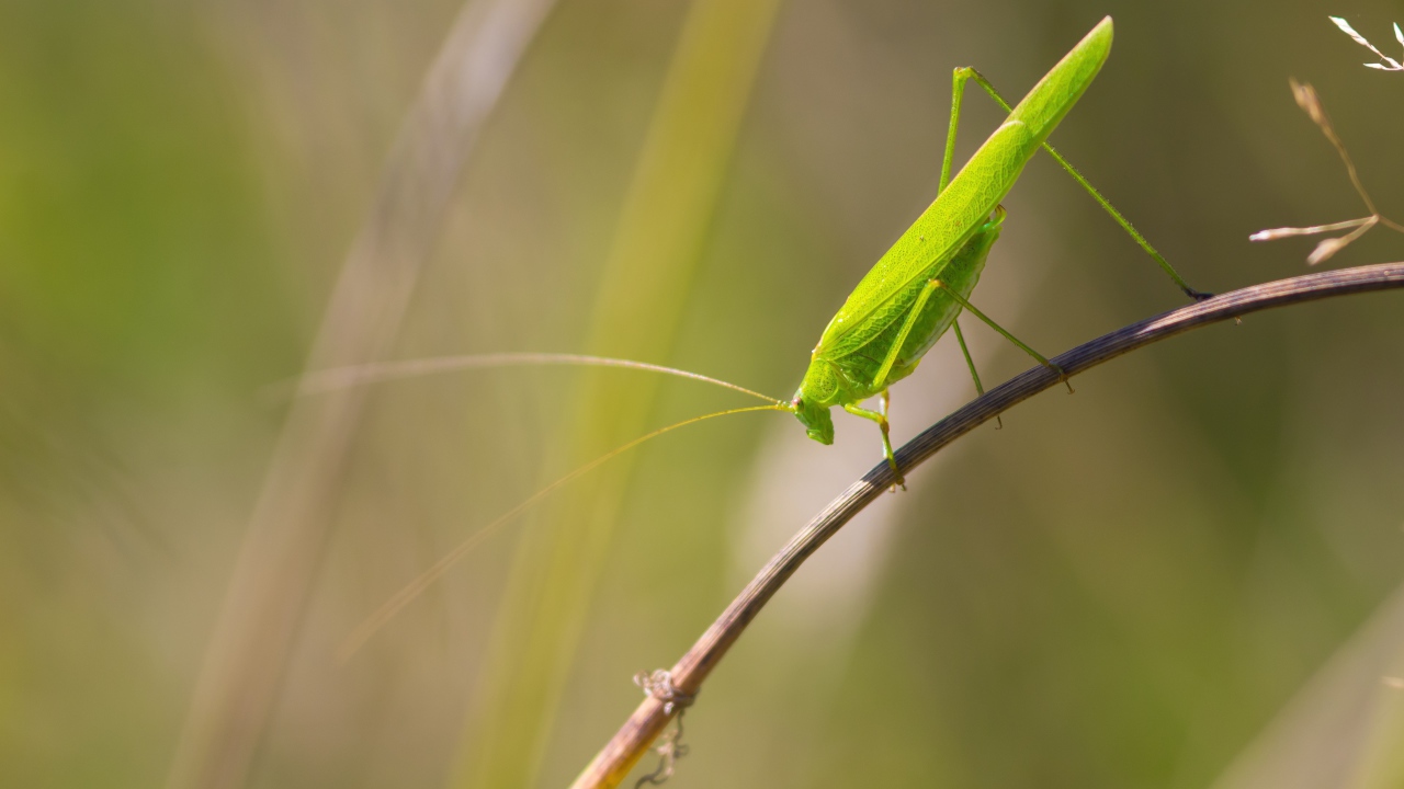 Зеленый кузнечик сидит на траве 