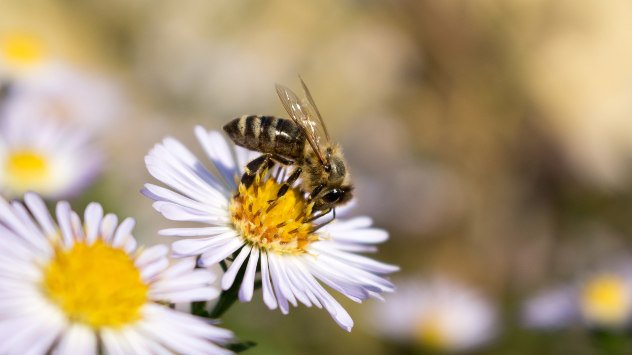 Маленькая пчела сидит на цветке сентябринки