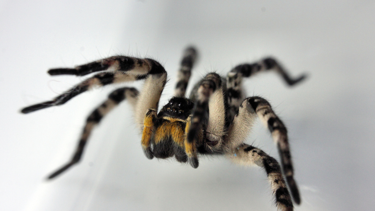 Паук на сером фоне крупным планом