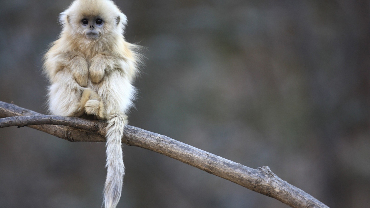 Little monkey sitting on a tree branch