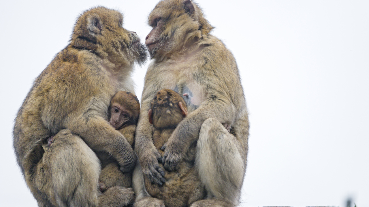 Две обезьяны с детенышами 