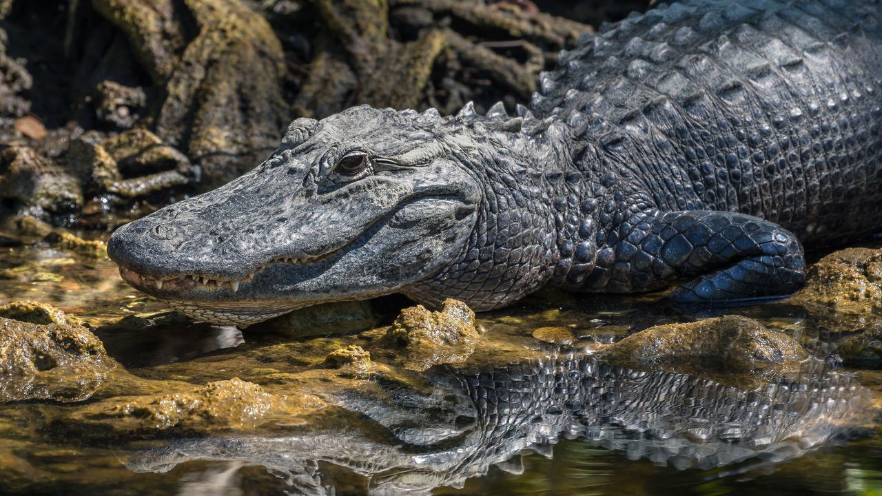 Большой аллигатор в воде