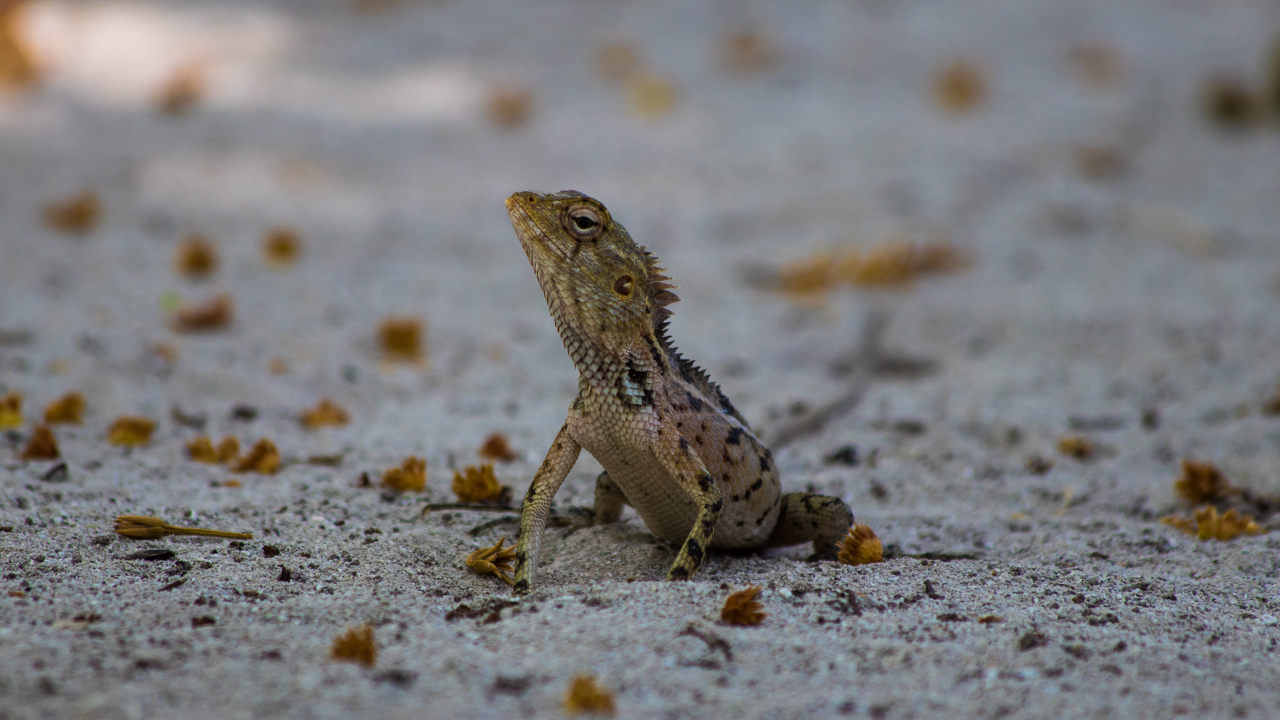 Маленькая ящерица на песке
