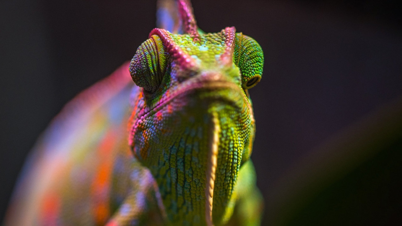 Разноцветный хамелеон крупным планом