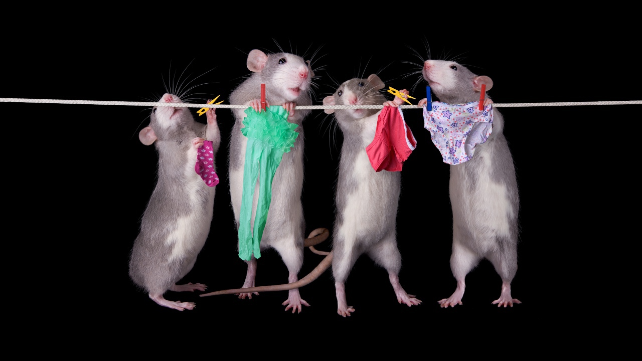 Four rats hang clothes on a rope