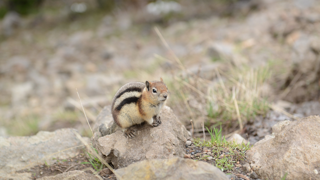 Маленький бурундук сидит на камне