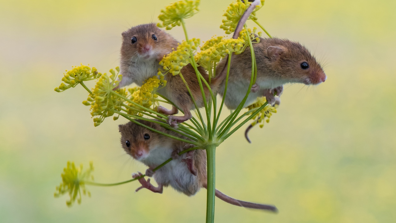 Три маленьких мышонка на зонтике укропа